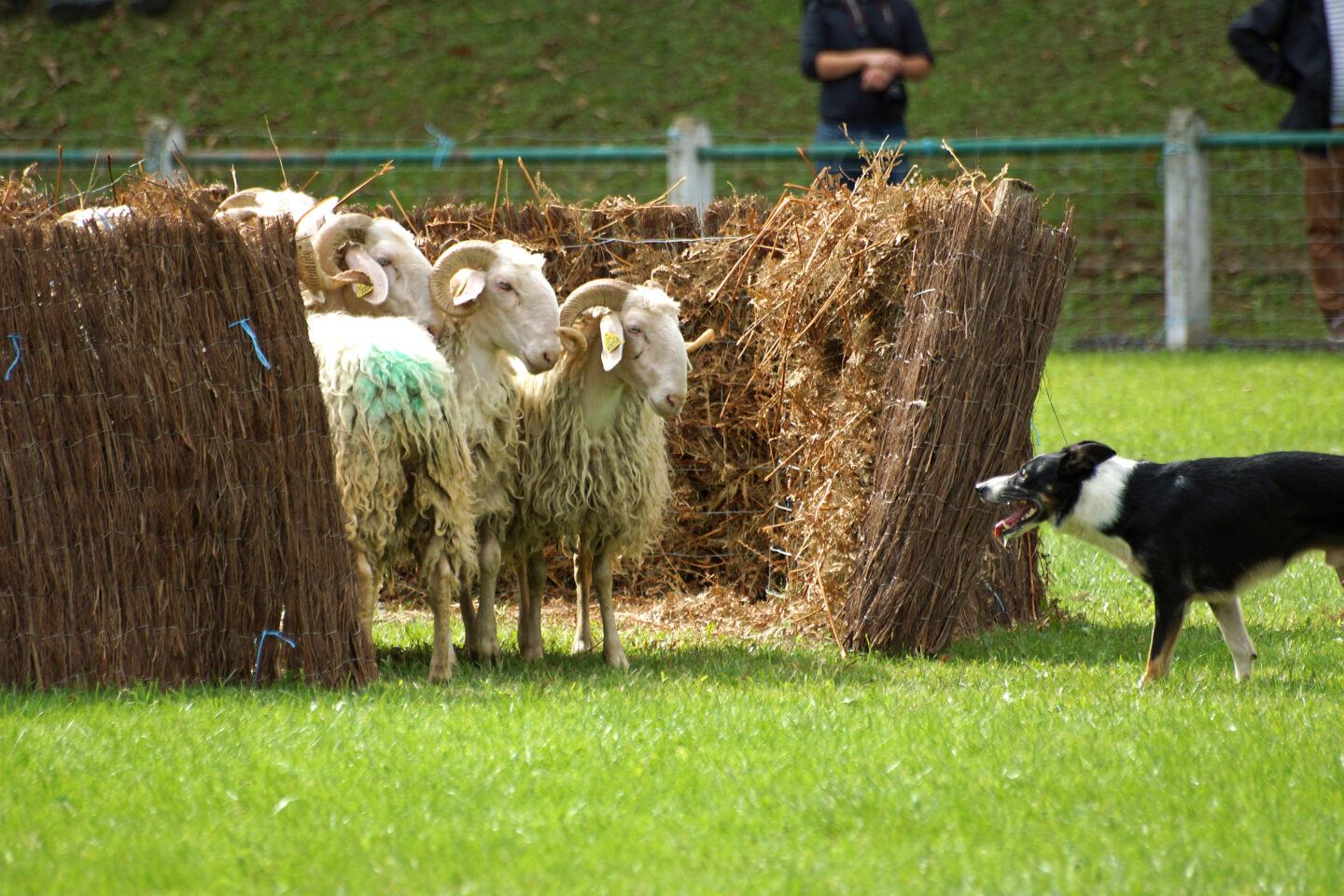 Soirée pastorale et souper du berger  Aramits
