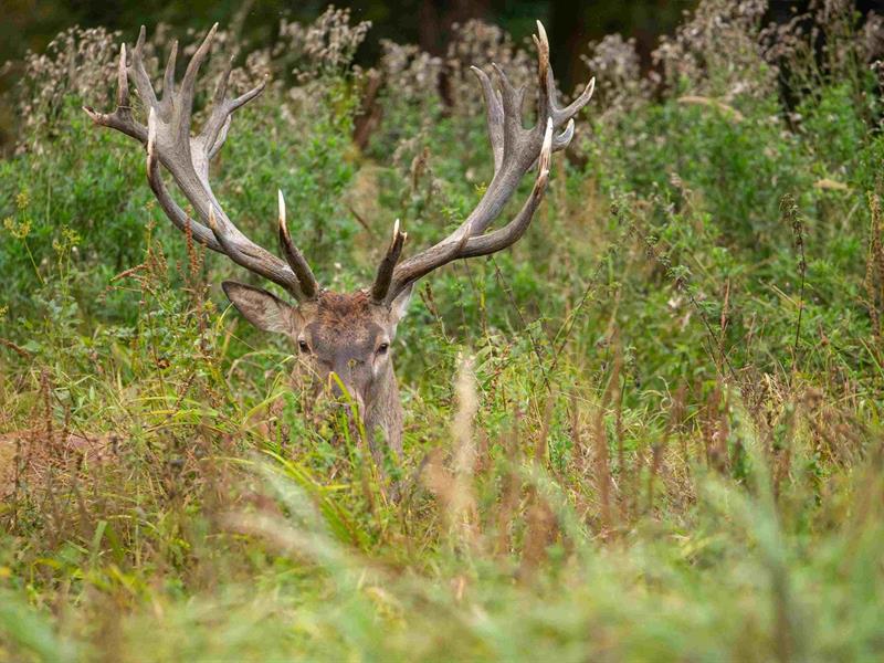 Soirée Tartiflette en période de brâme du cerf  Sainte-Croix-aux-Mines