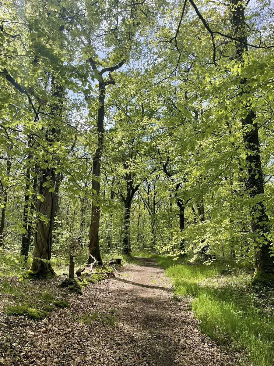 Sophro&rsquo;balade au bois d&rsquo;Ardennes  Ducey-Les Chéris