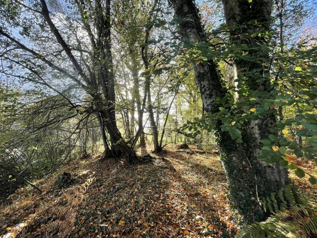 Sophro’balade au bois d’Ardennes Ducey-Les Chéris