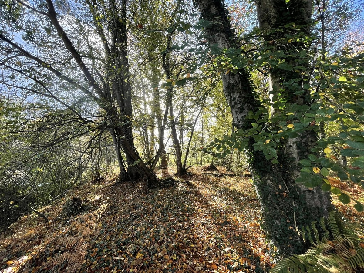 Sophro&rsquo;balade au bois d&rsquo;Ardennes  Ducey-Les Chéris