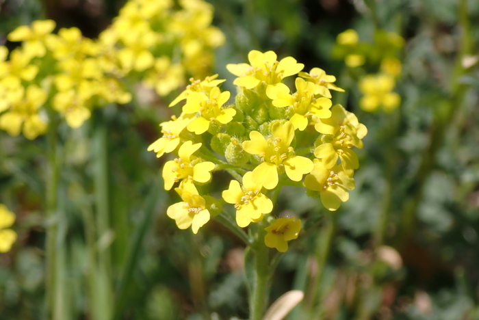 Sortie à la découverte de l’Alysson du Rhône et de la flore de la Costière rhodanienne, Roche Vautour, Andance
