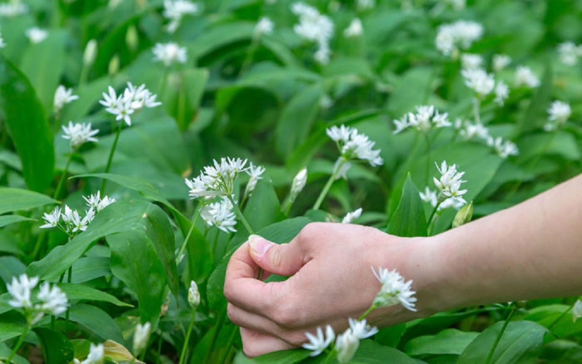 Sortie Cueillette Ail des Ours autour de Paris