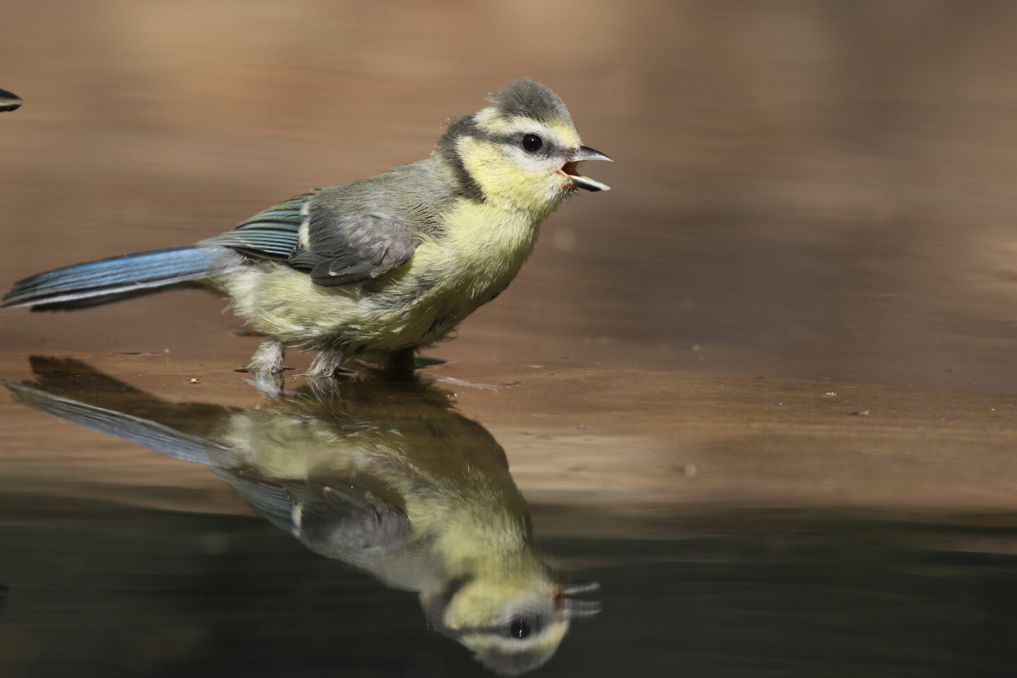 Sortie découverte Oiseaux Boutique éphémère Oloron-Sainte-Marie