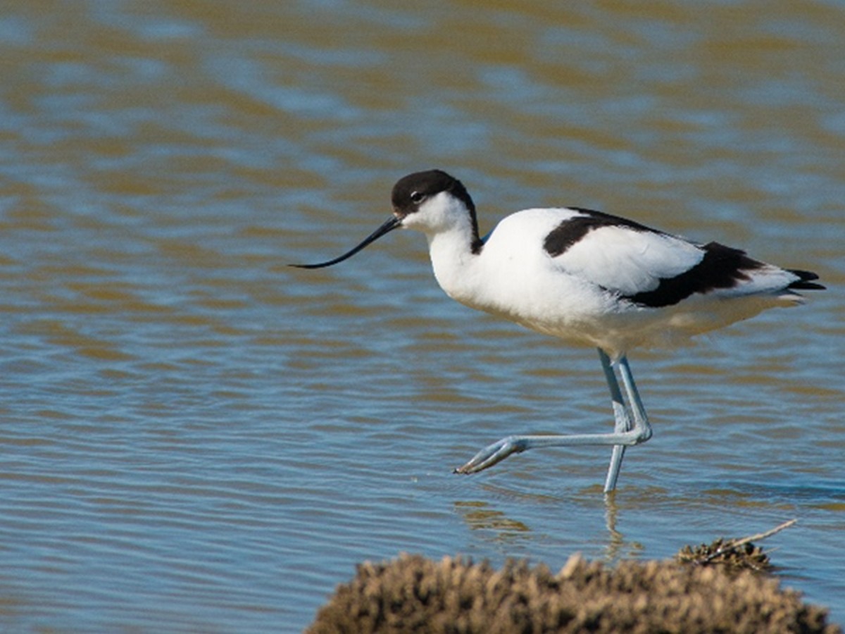 SORTIE LPO DÉCOUVERTE DES OISEAUX DES ÉTANGS ET DES SALINS DE GRUISSAN Route de l'Ayrolle Gruissan 2026-04-28