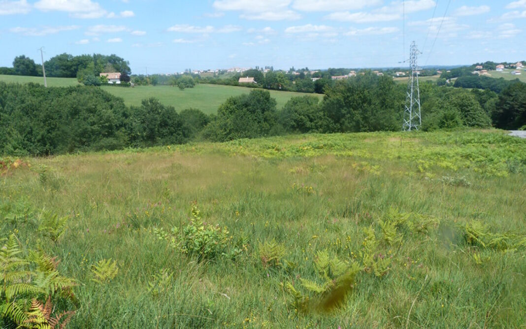 Sortie nature à la découverte de l’Azuré des mouillères Mouguerre