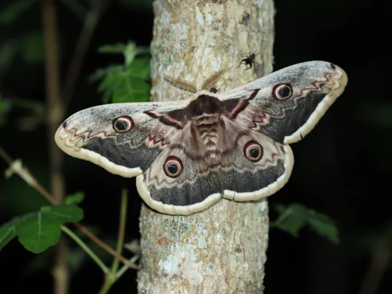 Sortie nature A la découverte des papillons de nuit  Saint-Aubin 2026-05-13