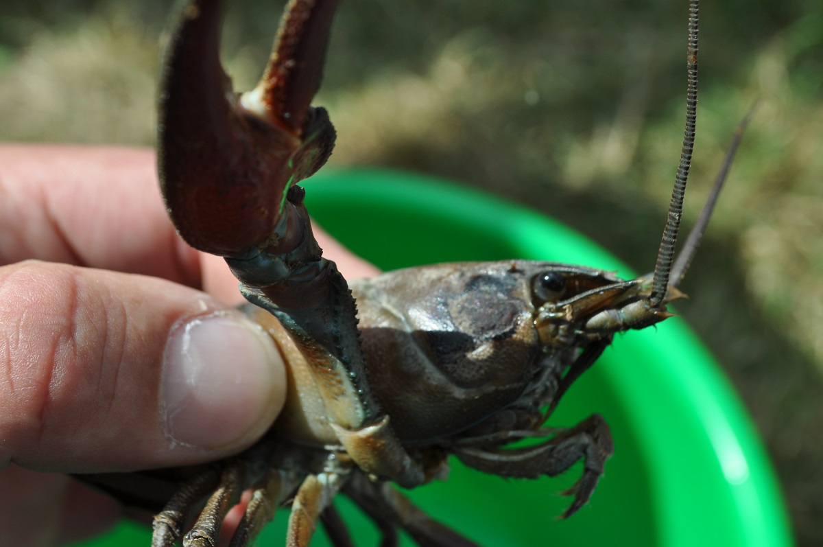 Sortie nature Découverte de la pêche des écrevisses  Le Plessis-Lastelle 2026-07-29
