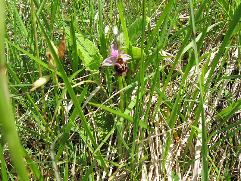 Sortie Nature J'agis pour la nature  Saint-Georges-sur-Moulon 2026-11-04