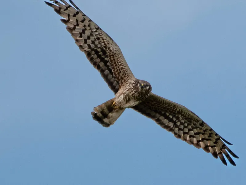 Sortie nature Journée de la prospection Busards  Argy 2026-05-17