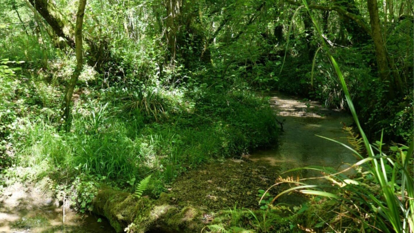 Sortie nature Le long de la Geüle à Cescau  Cescau