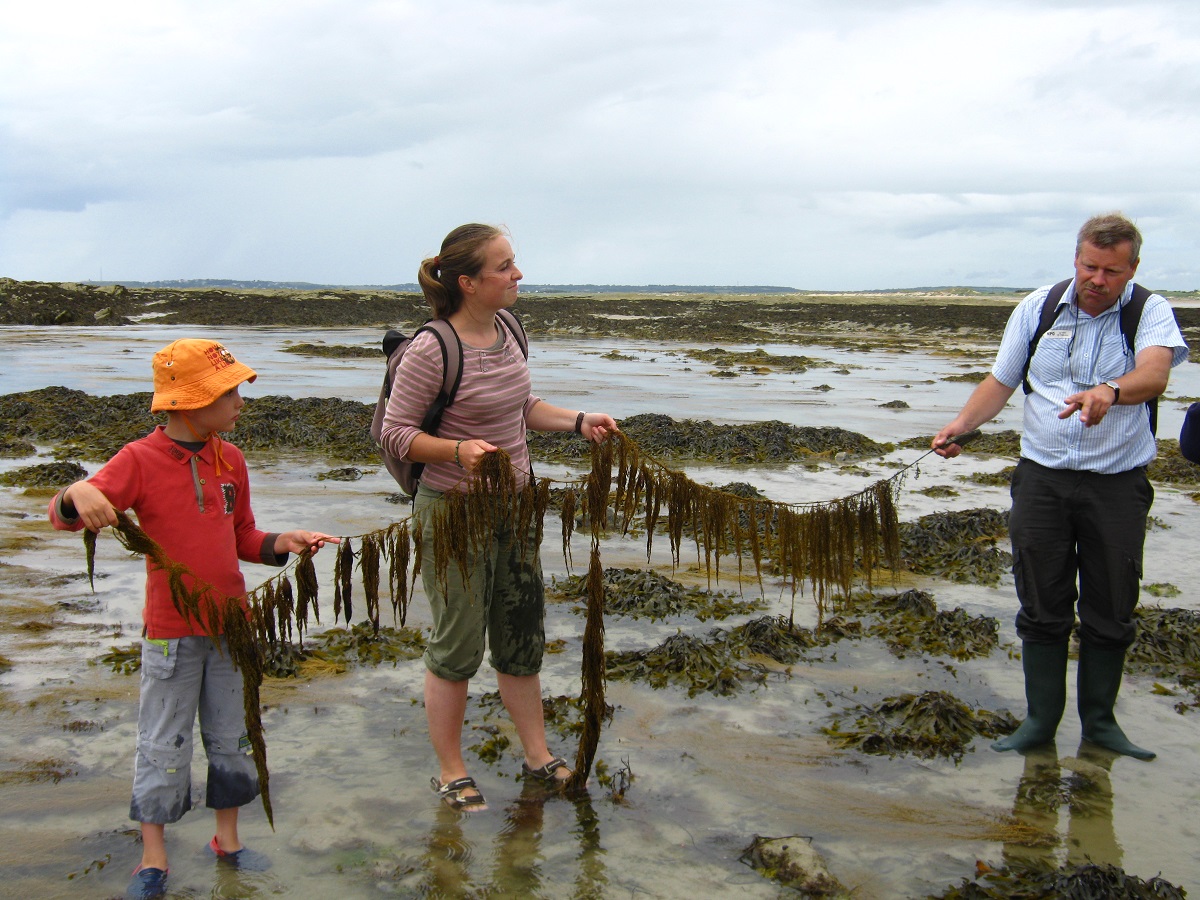 Sortie nature Les algues et leurs secrets  Saint-Germain-sur-Ay 2026-08-12