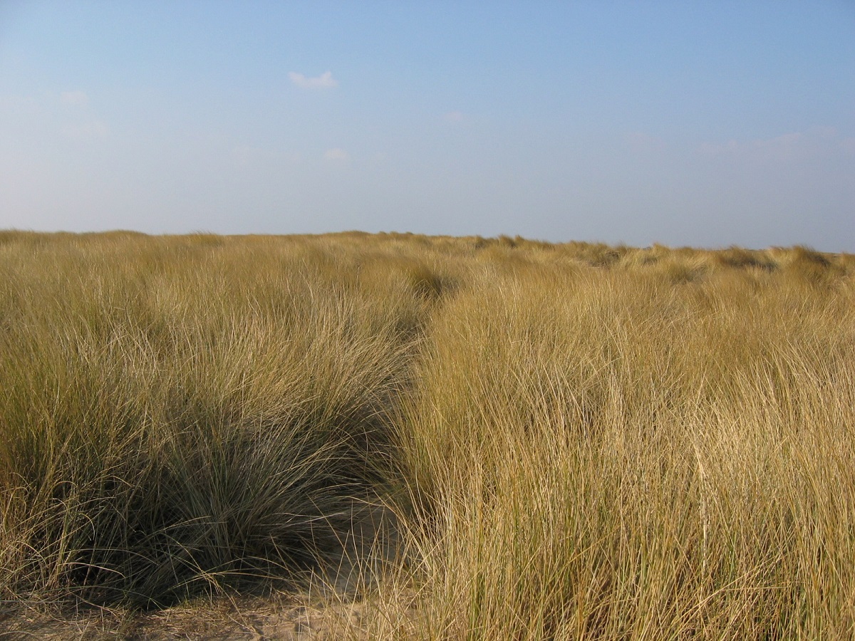 Sortie nature Les dunes, en soirée  Créances