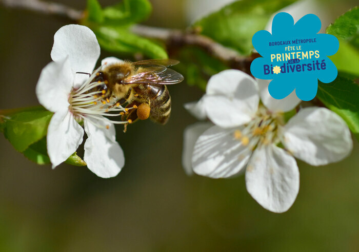 Stand SPIPOLL : suivi photographique des insectes pollinisateurs, Place Jean Moulin, Bruges