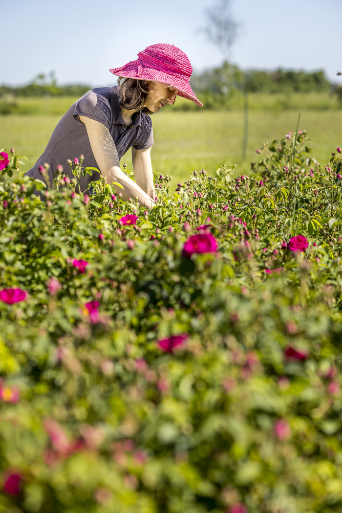 Suivez Claire dans le jardin, dans l’atelier des plantes.. au milieu des roses, Les Jardins du Cabri, Sepmes