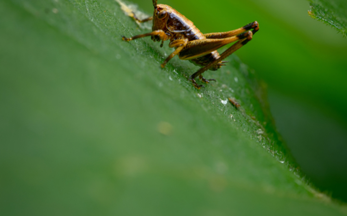 Suivi des Criquets et Sauterelles Maison Paris Nature Paris