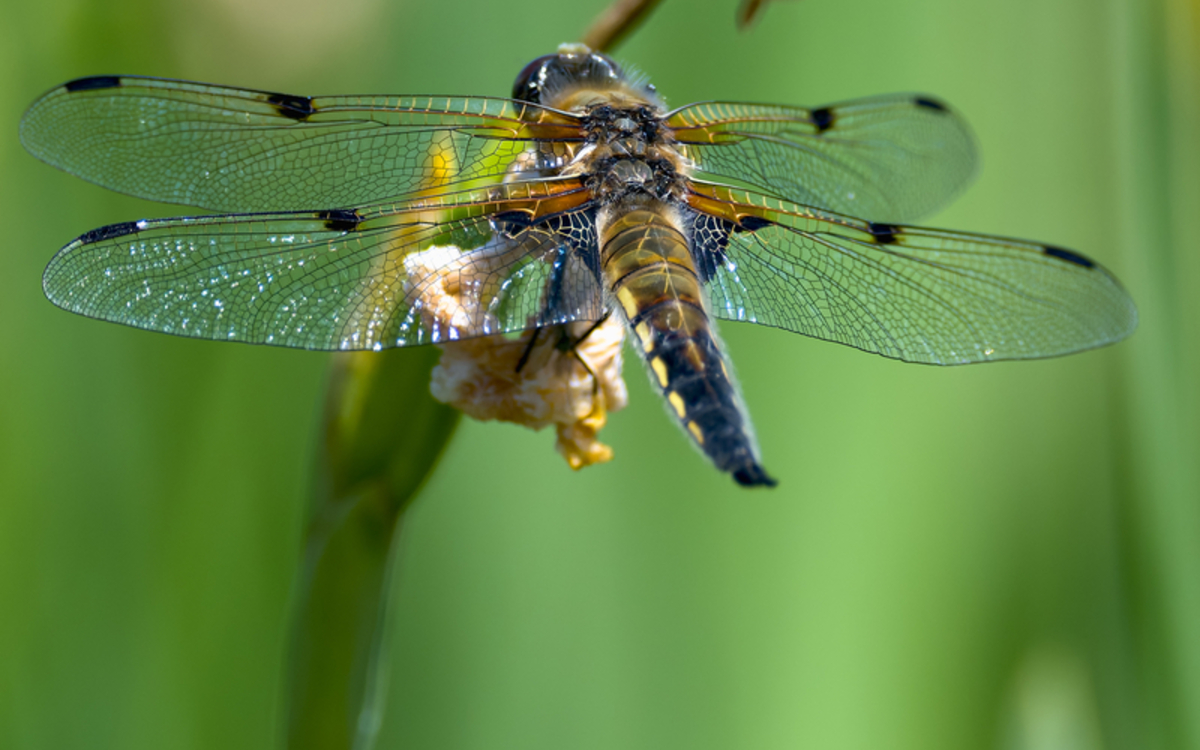 Suivi Temporel des Libellules Maison Paris Nature Paris