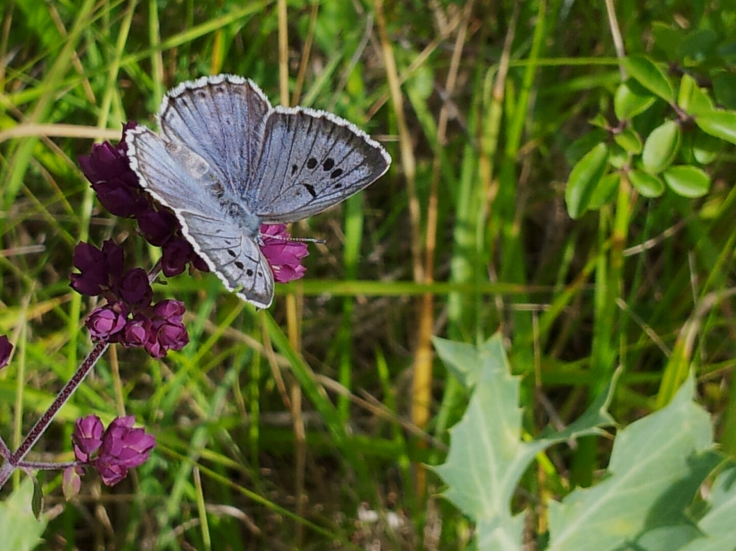 Sur la piste de Zoé, l&rsquo;Azuré du serpolet!  La Chapelle-Saint-Ursin