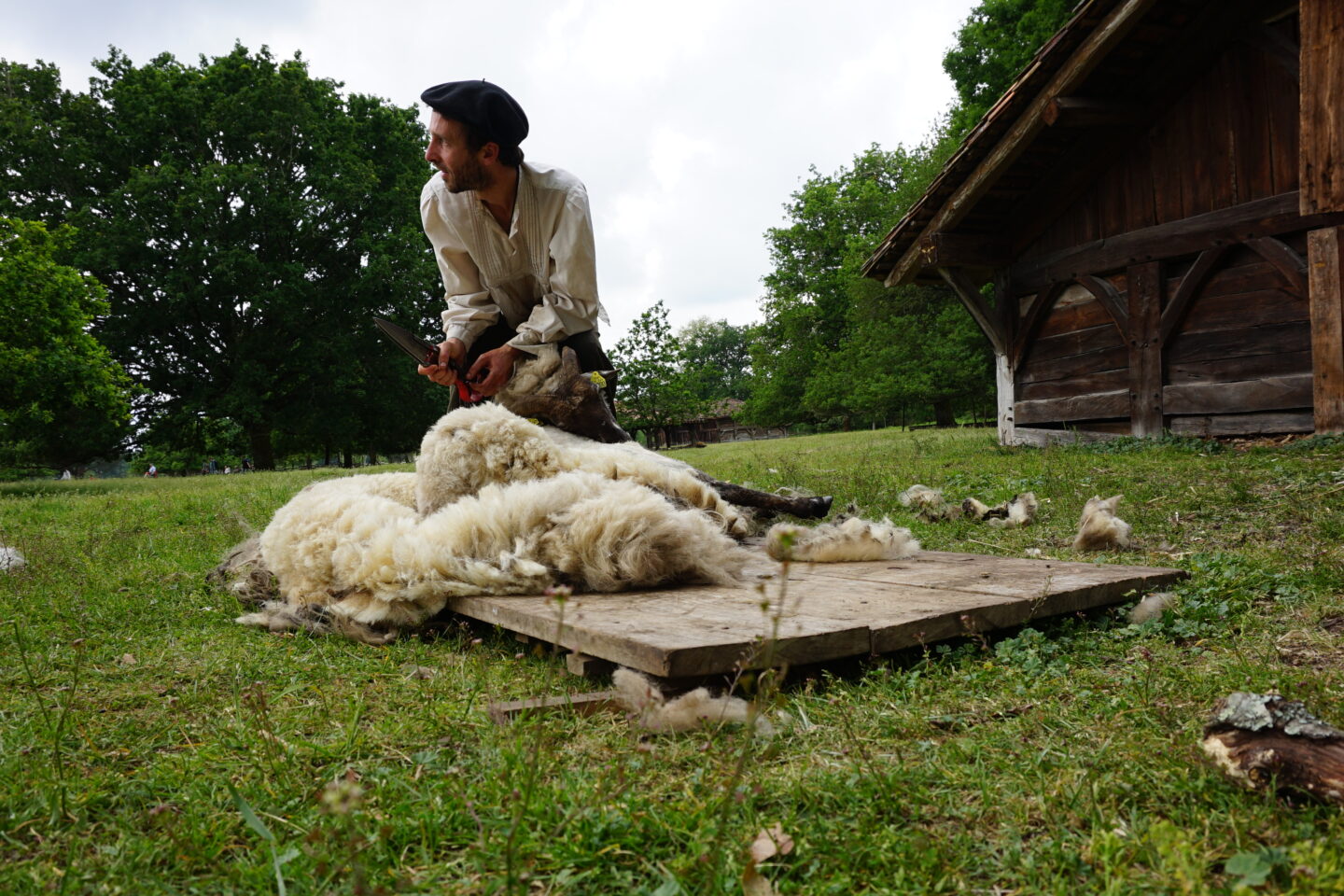 Tonte des moutons à Marquèze 500 Route de Solférino Sabres 2026-05-15