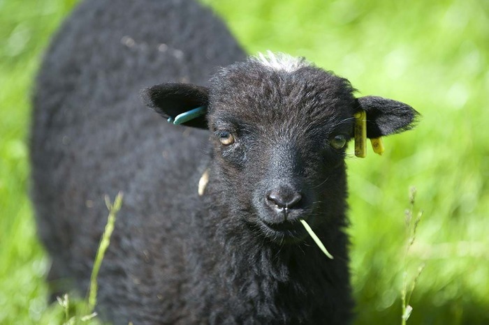 Tonte des moutons écomusée bintinais Noyal-Châtillon-sur-Seiche
