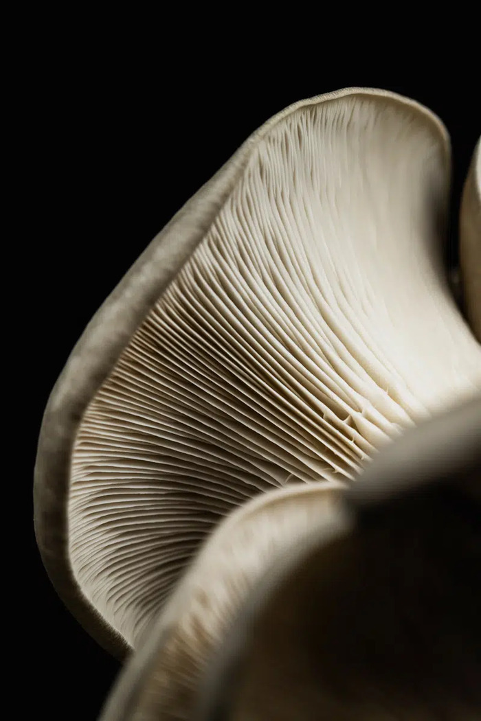 Tous à la ferme – Eurosubstrat, Eurosubstrat, Callac