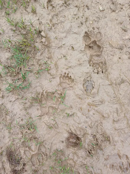 Traces et indices de la faune de l&rsquo;Aubrac  Saint-Chély-d&rsquo;Aubrac
