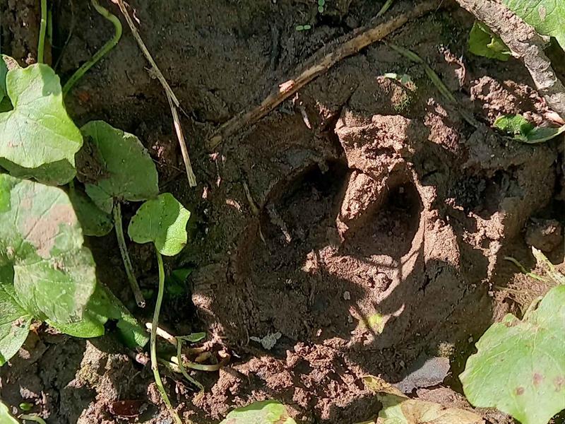 Traces et indices laissés dans le Sanctuaire de nature   Bitche