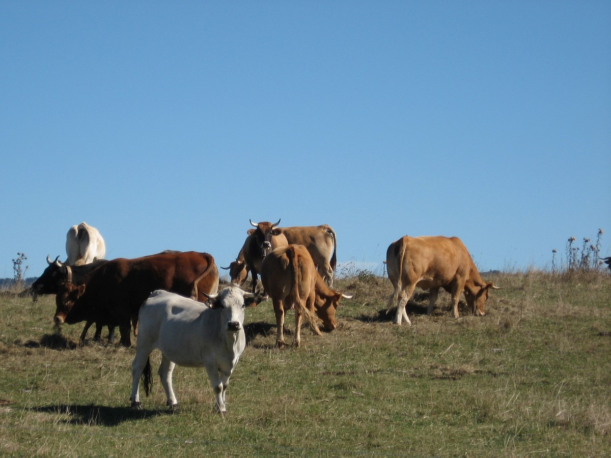 TRANSHUMANCE EN PAYS DE SAULT Belfort-sur-Rebenty 2026-05-30