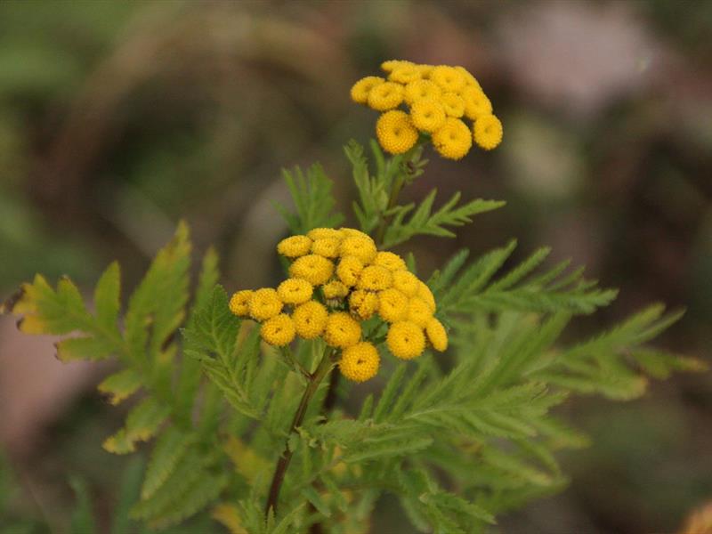 Transmettre nos expériences  Villé