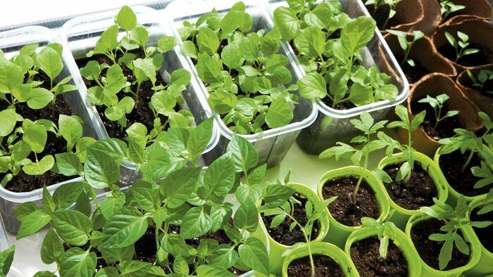 Troc aux plantes Foyer communal de Brignon Brignon