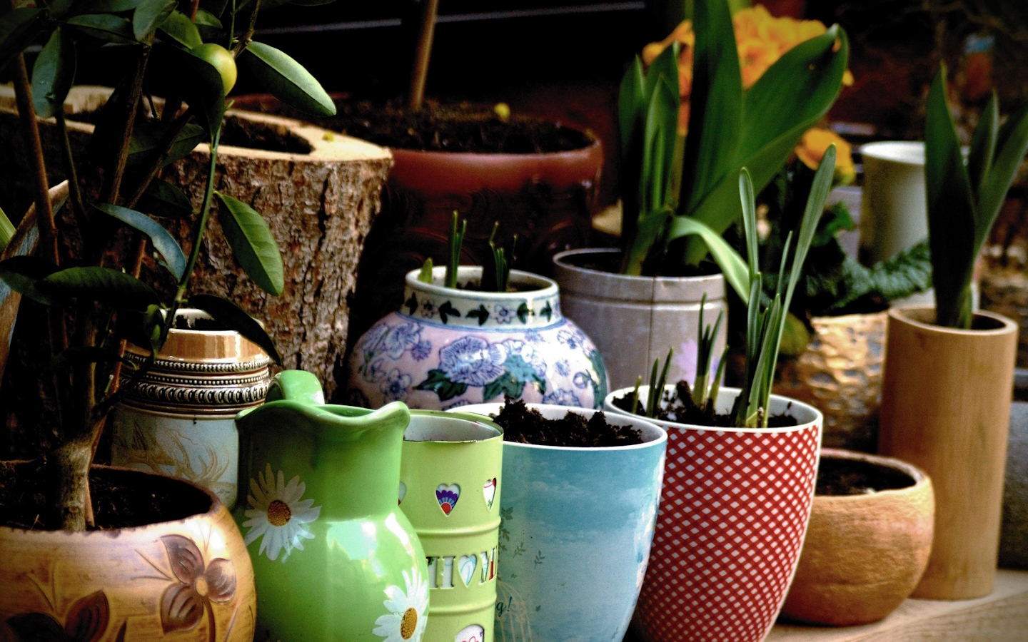 Troc de plantes Salle du Foyer (en face de la Mairie) Came