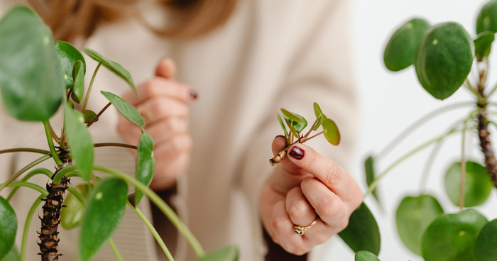 Troc de plantes Médiathèque Léopold Sédar Senghor Saint-Médard-en-Jalles