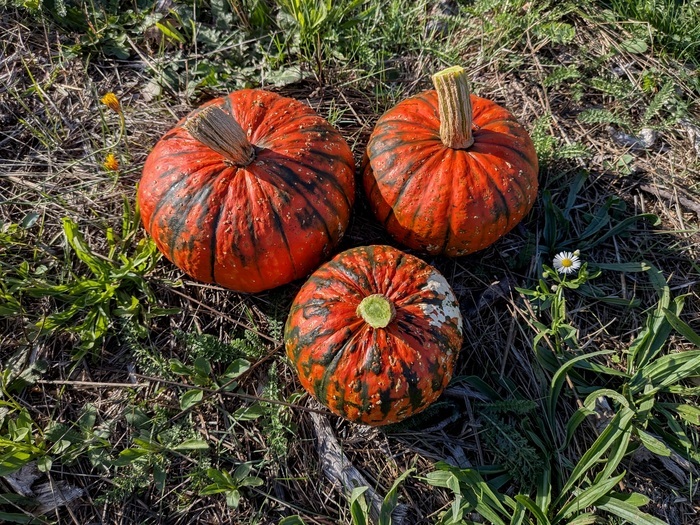 Un autre regard sur la nature, ce jardin qui nous nourrit, Jardin Solidaire et Partagé de Rosières, Rosières