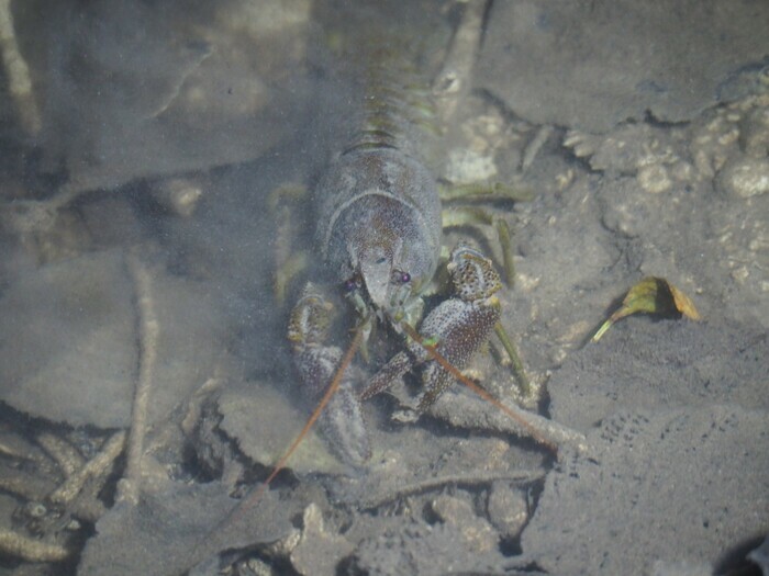 Un homard dans la Rouvre ? Parking de la Maison de la Rivière et du Paysage Athis-Val-de-Rouvre