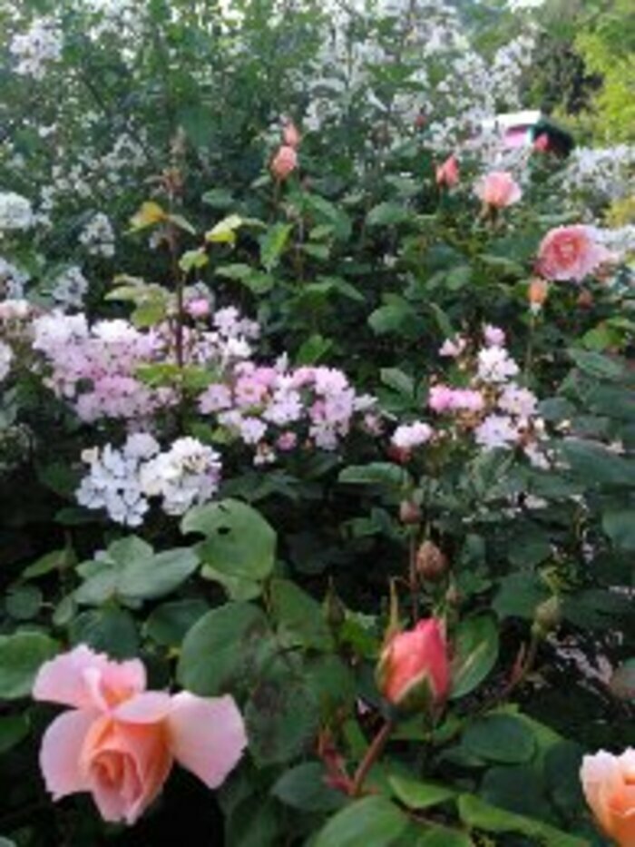 un jardin aux mille couleurs Roseraie du lion d'or Torcieu