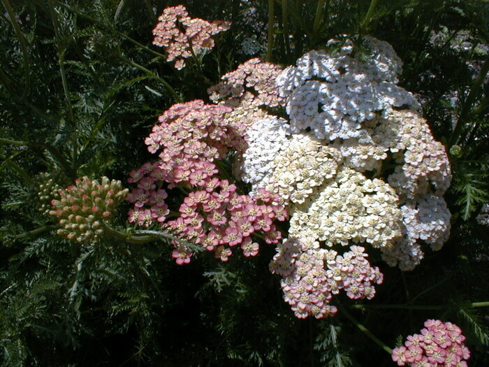 Un jardin remarquable, un pied de nez aux conventions, Le Jardin de la Presle, Nanteuil-la-Forêt