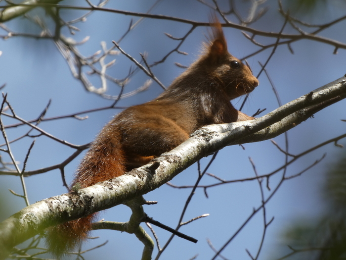 Un oeil sur la nature au jardin de Saint-Martin, Écomusée de Margeride – Jardin de saint-Martin, Ruynes-en-Margeride