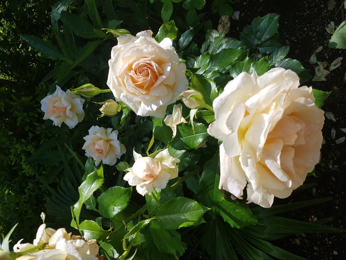 Un parcours fabuleux au sein du parc floral, Parc floral de la ferme aux oiseaux, Jâlons