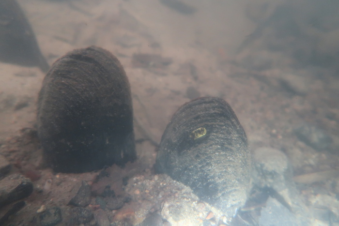 Un trésor dans la Rouvre, Parking de la Maison de la Rivière et du Paysage, Athis-Val-de-Rouvre