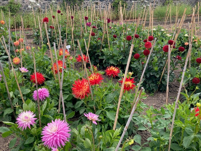 Une ouverture de jardin exceptionnelle à la résidence du gouverneur, Victorian Walled Garden, Government House, St Peter Port