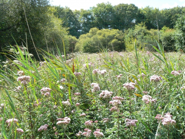 Vannerie et décorations de fête  Chavannes