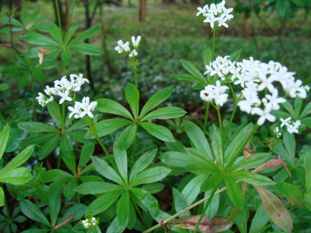 Veillée conte Jardin Plantes compagnes Montgesoye