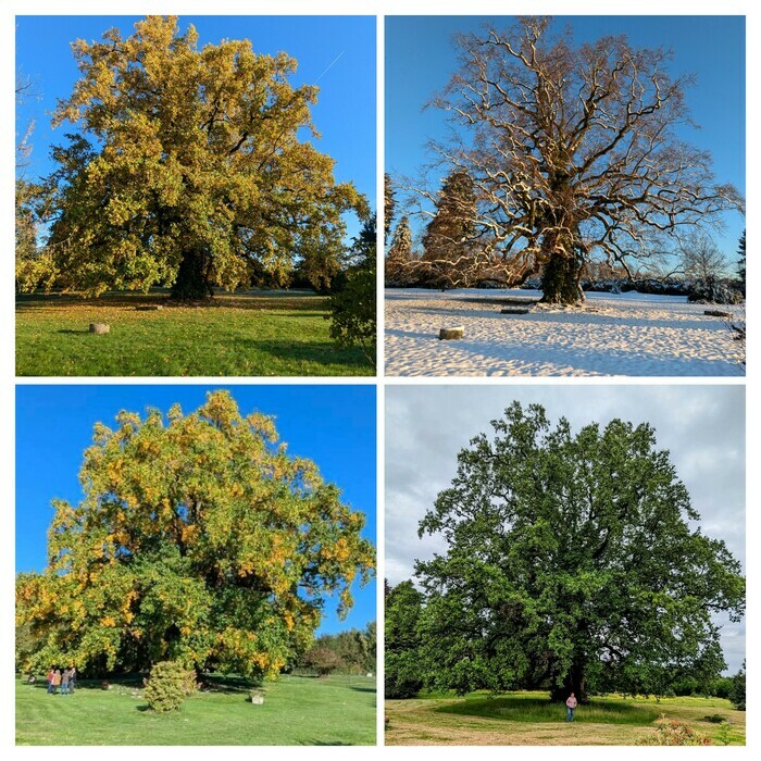 Venez admirer un Tulipier de Virginie Parc de Lessines Couzeix