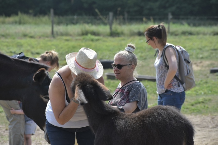 Venez découvrir et comprendre les particularités d’un élevage d’ânes, Asinerie de Pes Vitis En Hutois, Prouilly