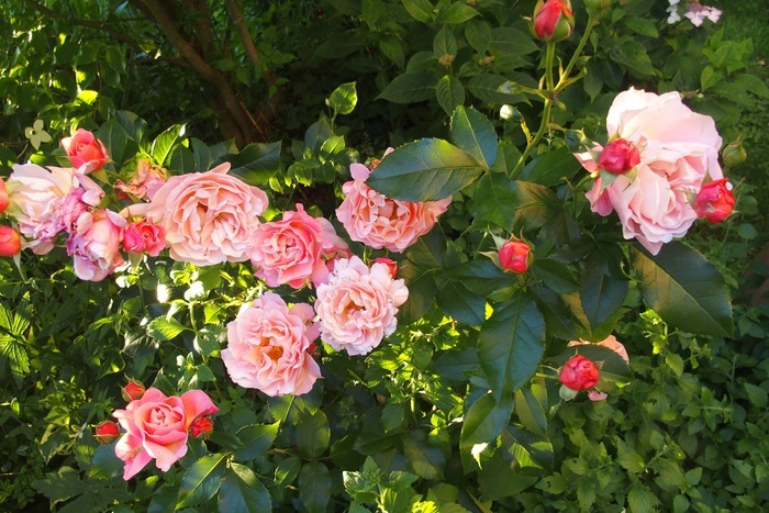 Venez découvrir un jardin au milieu de nulle part…, Le jardin de Trapelune, La Croix-aux-Mines
