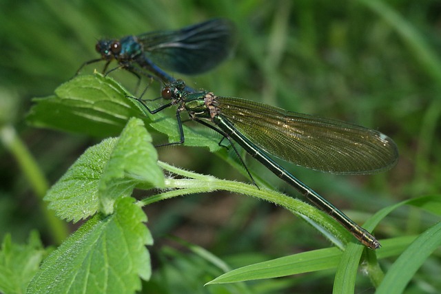 VERNISSAGE ET EXPOSITION SUR LES LIBELLULES CAFÉ DU BURGAUD Le Burgaud 2026-05-30