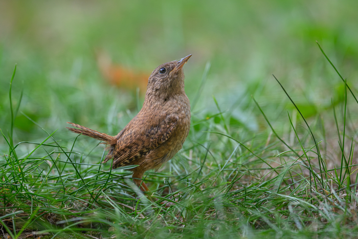 VIRE/14 : Les oiseaux de l&rsquo;arboretum, arboretum Maisoncelles-la-Jourdan, Vire Normandie