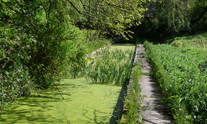 Visite adultes : Cressonnière de Vaise La cressonnière de Vaise Lyon