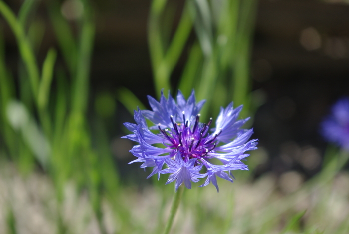 Visite clin d&rsquo;oeil, Salagon, musée et jardins, Mane