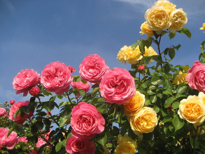 Visite commentée du jardin des mille fleurs, Le jardin des mille fleurs, Saint-Jean-de-Bournay